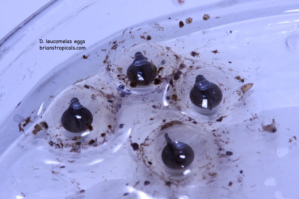 Dart Frog Eggs