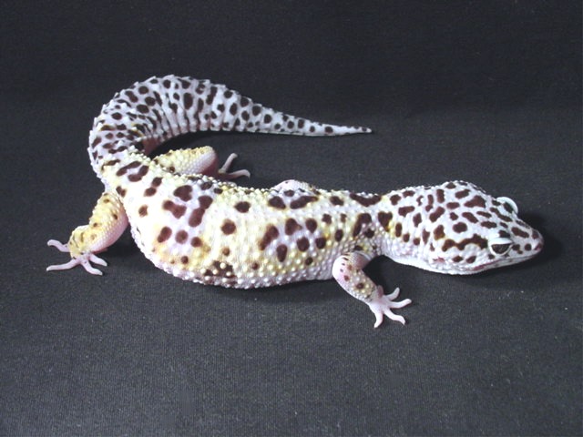 Mack Snow