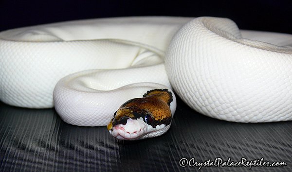 ivory python