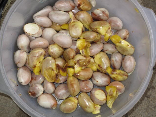 Xoài xanh chấm mắm ruốc và bắp nướng mỡ hành. - 9