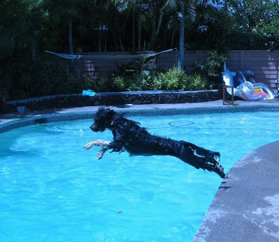  obama dog bo dog portuguese water hound wheaten terrier