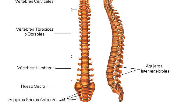 El tratamiento en kitae de la hernia intervertebral