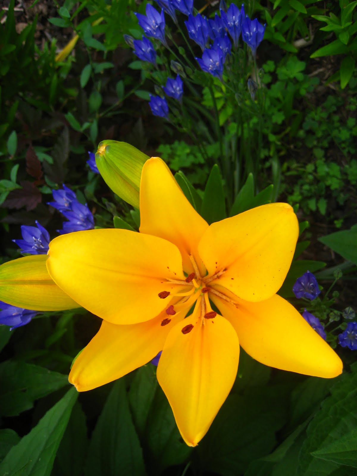 Waging Haiku rainbow of lilies