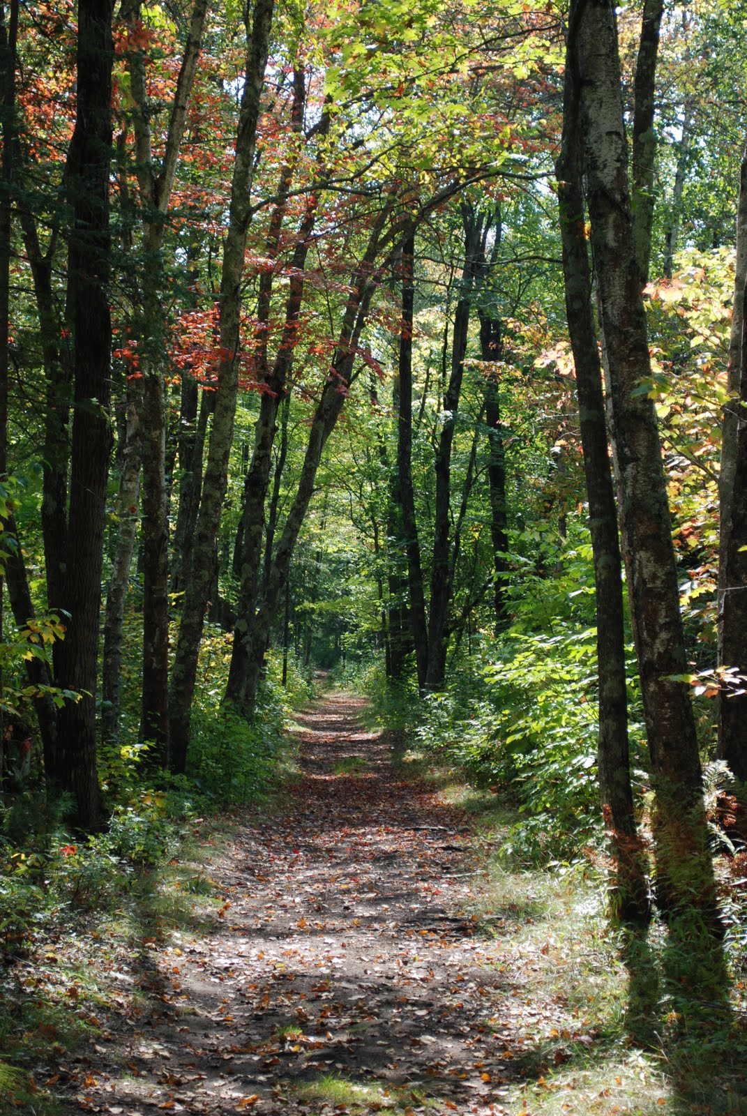 minnesota woods, quarry loop, banning state park