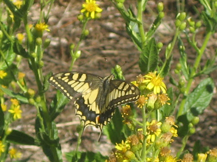 Borboleta: