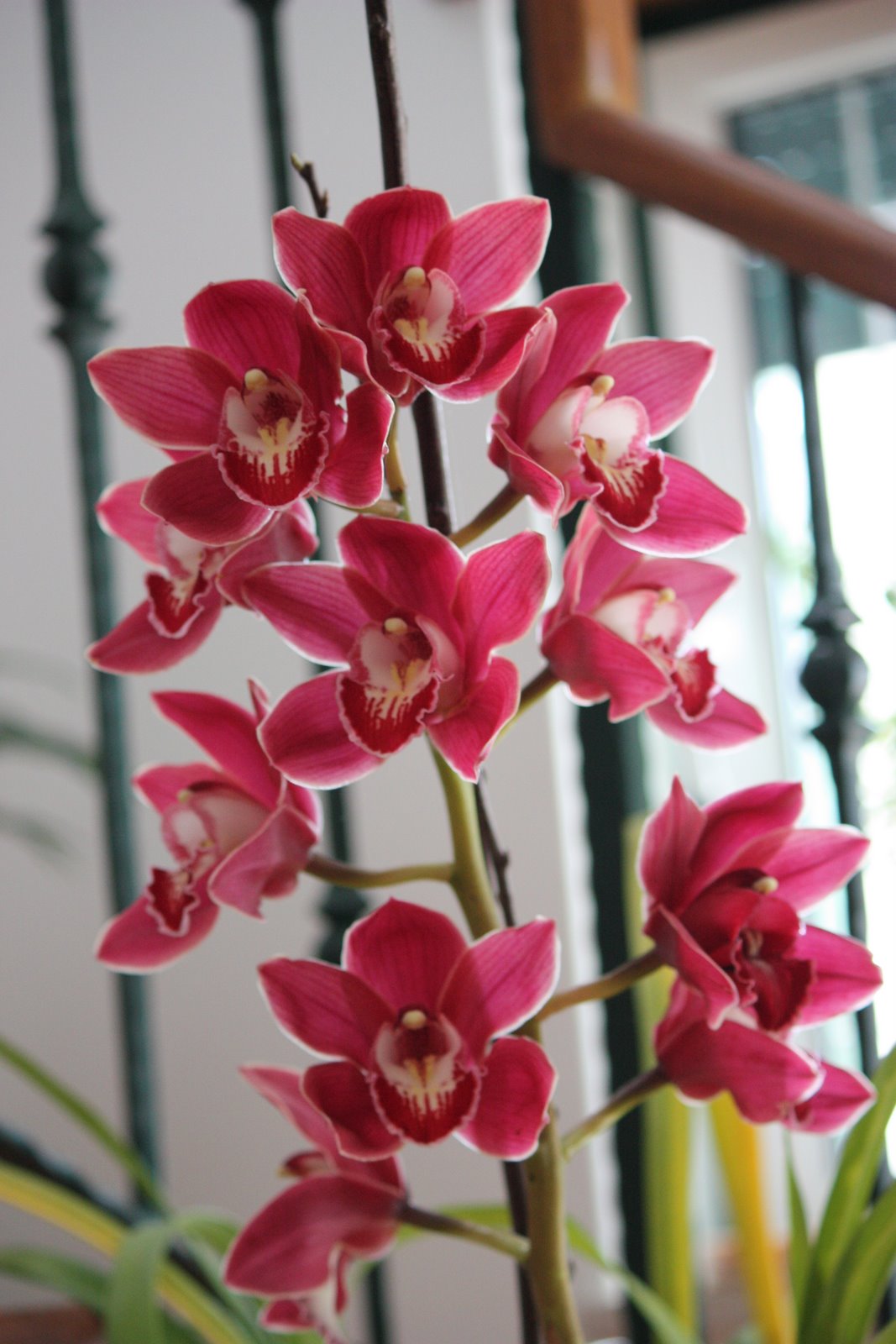 [flores+003.jpg]