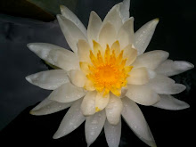 Water Lily 2009