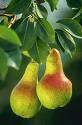 manfaat-buah-pir