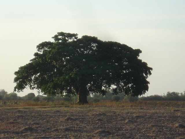 Ceiba