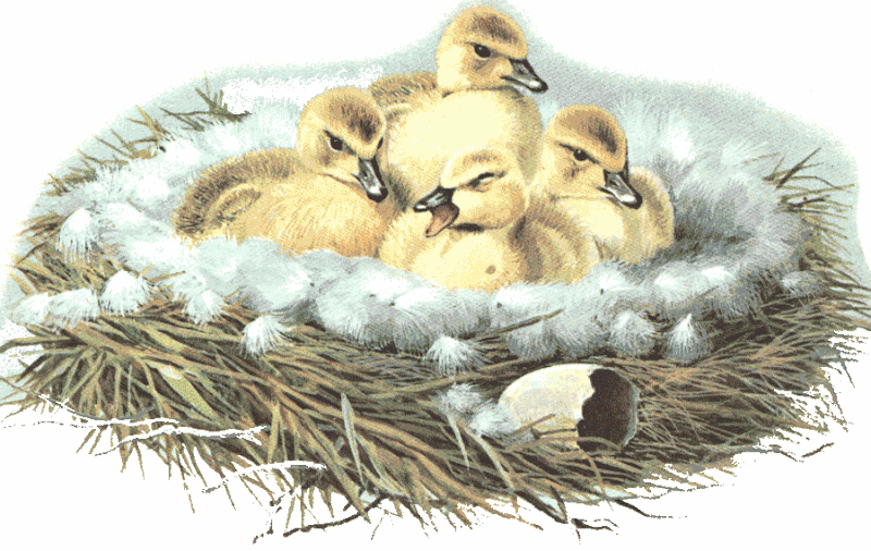 Almost Retired: A handbook of mistrials and woes: Resident Canada Goose