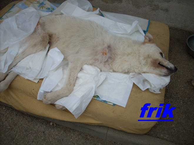 frik il Cane piu' forte del Mondo