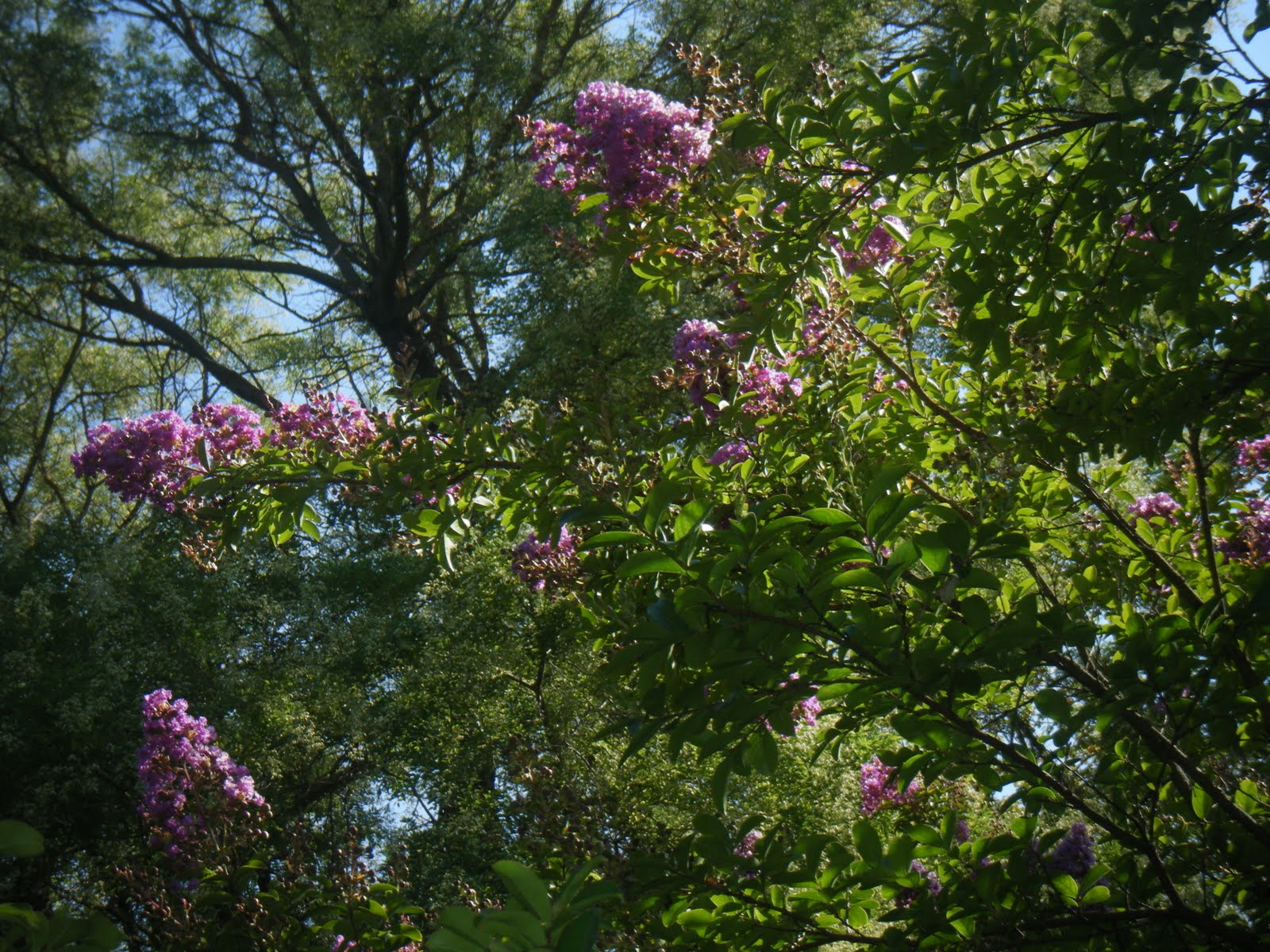 [DSCF1010.JPG]