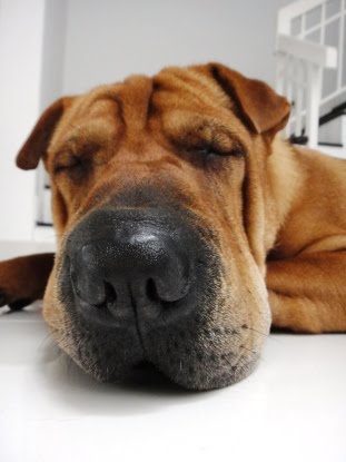 Hero The Sharpei Fighting On
