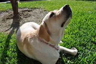 Egypt on the same grass, she is laying down and looking straight up into the air, she is probably air sniffing here, the sun is shining on her