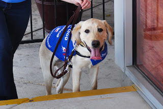Bob walking up a set of steps his tongue is hanging out and he's looking straight at the camera, he looks really tired