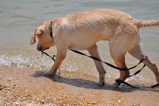Bob walking along the beach with his back legs wrapped up in his very long leash