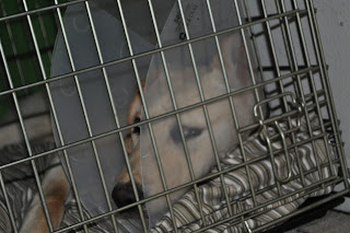 Bob with his face pressed against the door of his crate, in between his face and the door his his cone, his eye is pressed against the cone and you can see his eye through it.