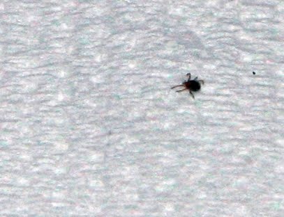 Half A Tick