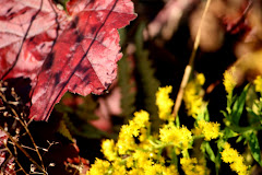 la photo du 18 octobre 2009 (518)