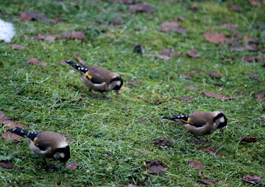 la photo du 5 janvier 2011 (951)