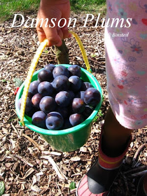 Damson Fruit Trees