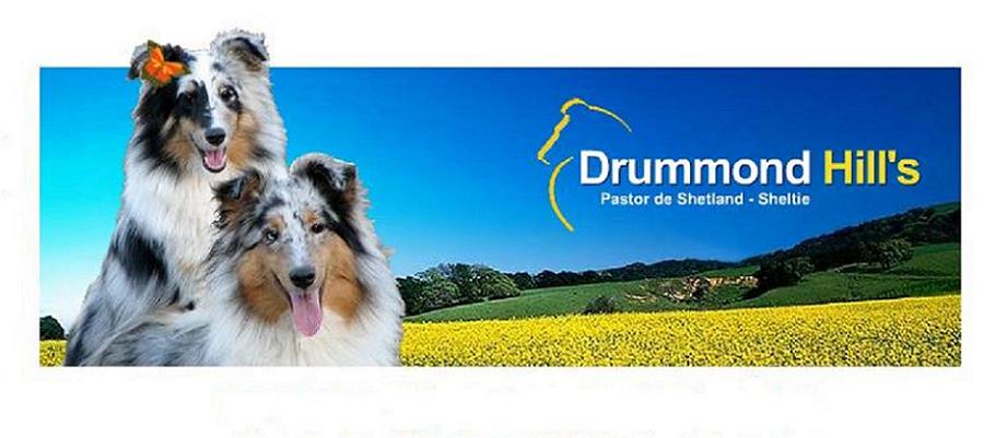 Drummond Hill´s Shelties