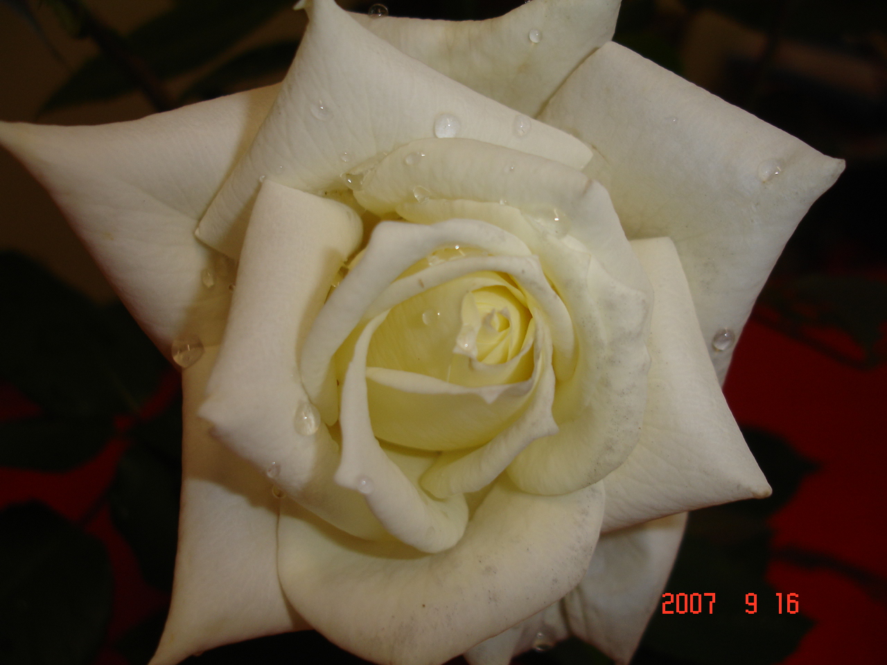 [DSC01155.JPG]