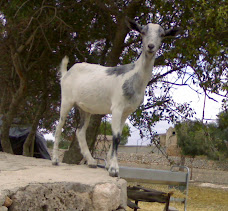 Mascota del bloc