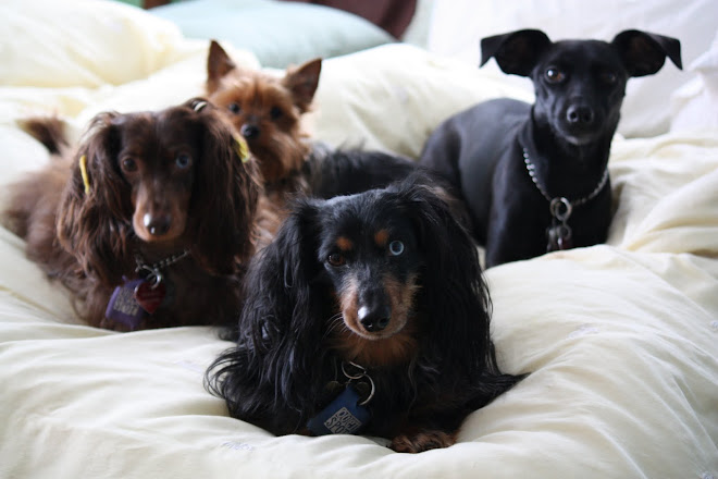 Peanut, Daisy, Jasper, Lillie