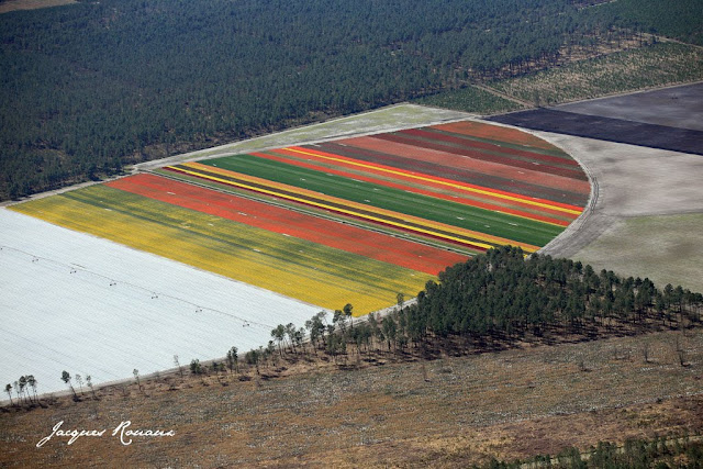 vues aériennes d'un champs de fleurs près de Bordeaux