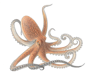octopus fifa