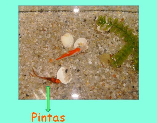 [pintas.bmp]