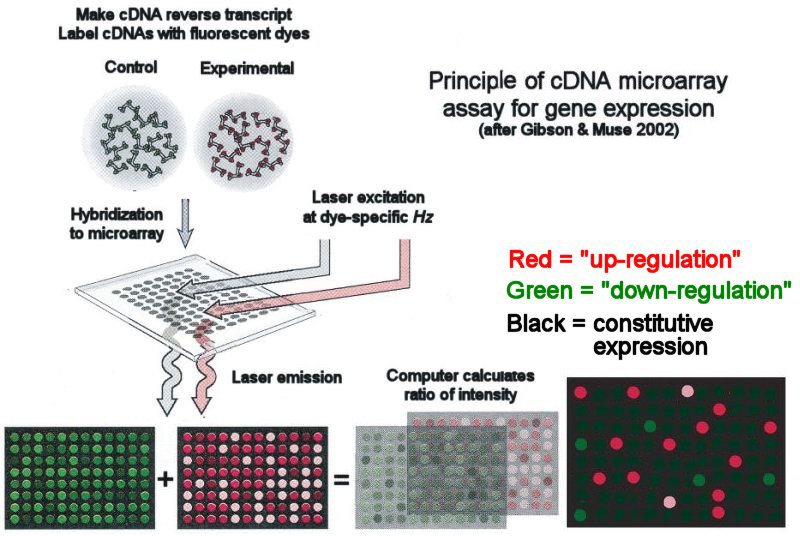 [_0_0_a_cDNA_microarray_Principle.jpg]