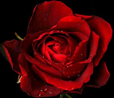 rosas de amor roses of love. de amor