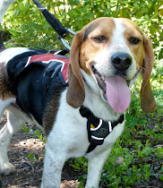"Roddy" the Beagle