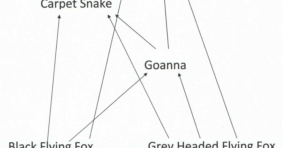 Grey Headed Flying Fox Food Chain Grey Headed Flying Fox Food Chain