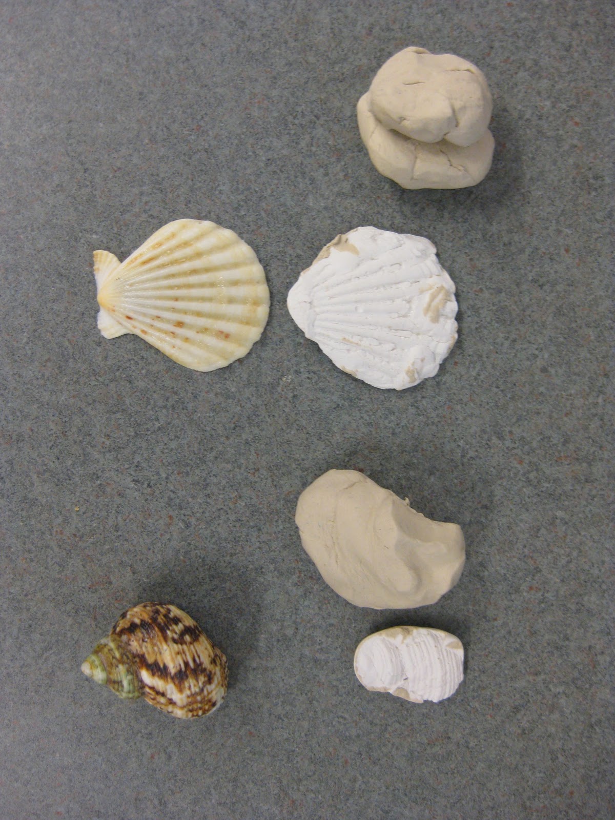 Ms. Wilcox's 4th Grade Class Fossils, Molds, & Casts