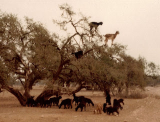 Goats climbing trees