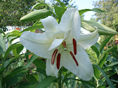 "Casablanca" Oriental Lily