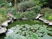 Our pond with 75 goldfish