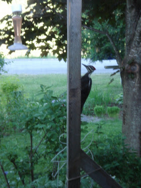 Male Pileated Woodpecker