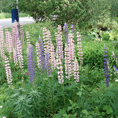 "Russell Lupins"  Mix