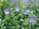 "Blue Clip Campanula"