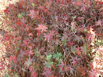 "Cranesbill Sanguineum"