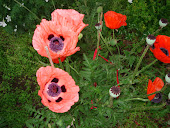 "Giant Salmon and Red Poppies"