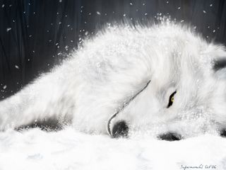 Resultado de imagen para lobo blanco png