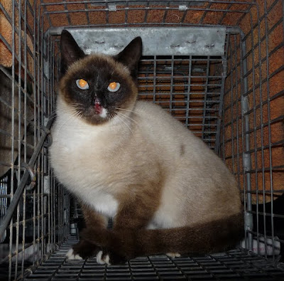 Female Siamese