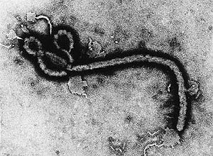http://1.bp.blogspot.com/_4meA0qVkFsM/TAHjvC1JbII/AAAAAAAAAaw/rSFgxp1tG6o/s400/ebola.jpeg