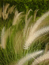 Moonlight on grasses