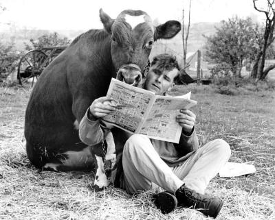Man-and-cow-share-a-newspaper-John-Drysdale-2003691.jpg